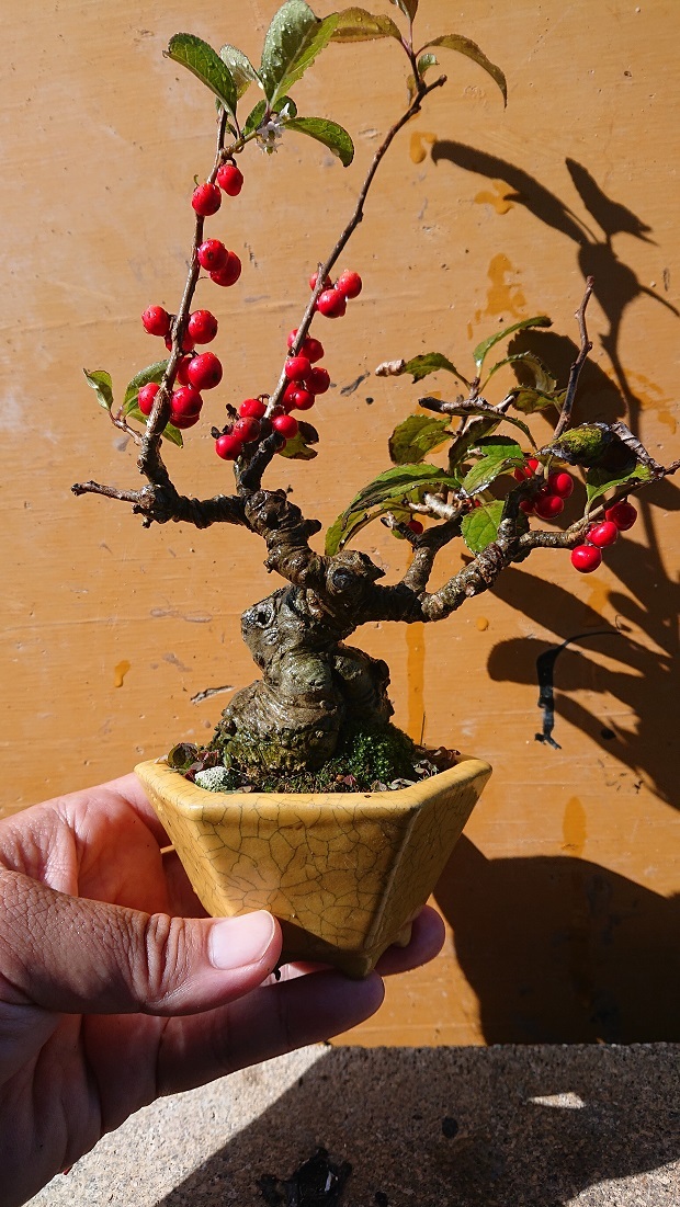 05ウメモドキ (1)