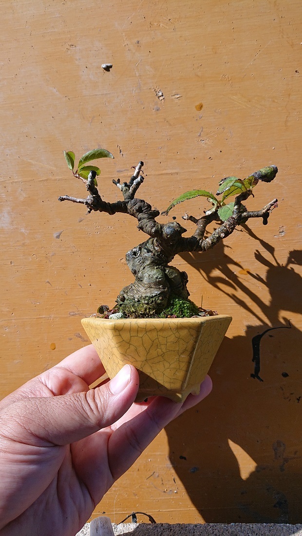 05ウメモドキ (2)