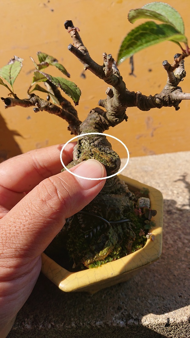 05ウメモドキ (4)