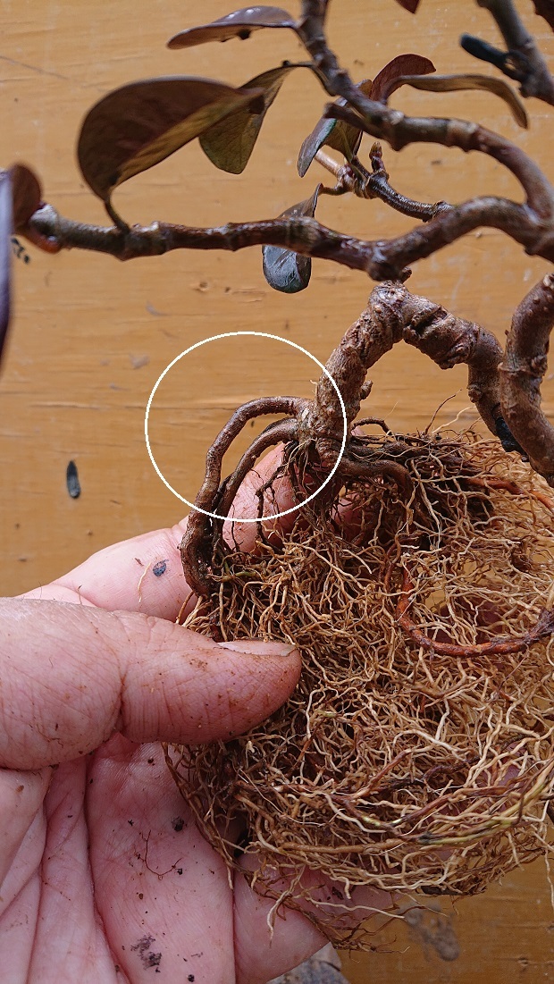 02テイカカズラ (6)