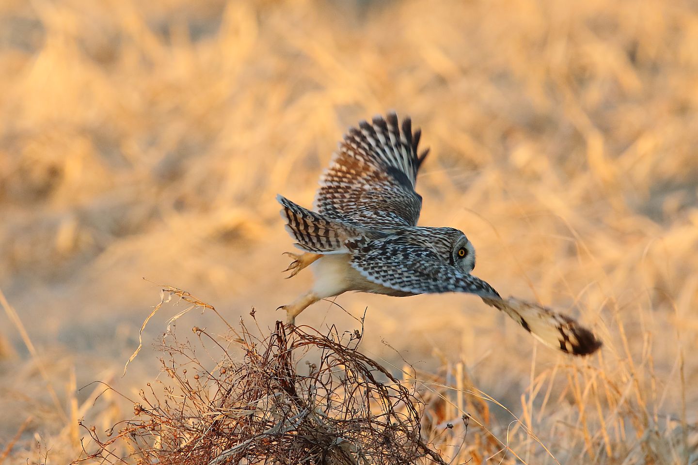 t_コミミズク20220225_03