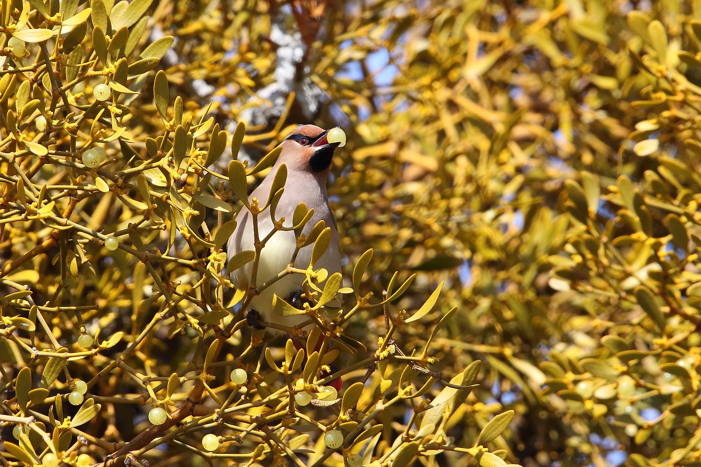 t_ヒレンジャク20220307_03