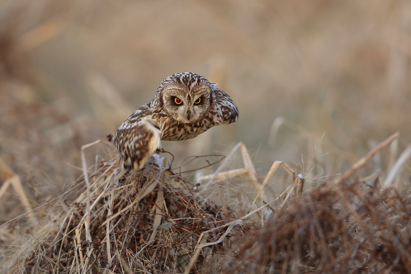 t_コミミズク20220321_02