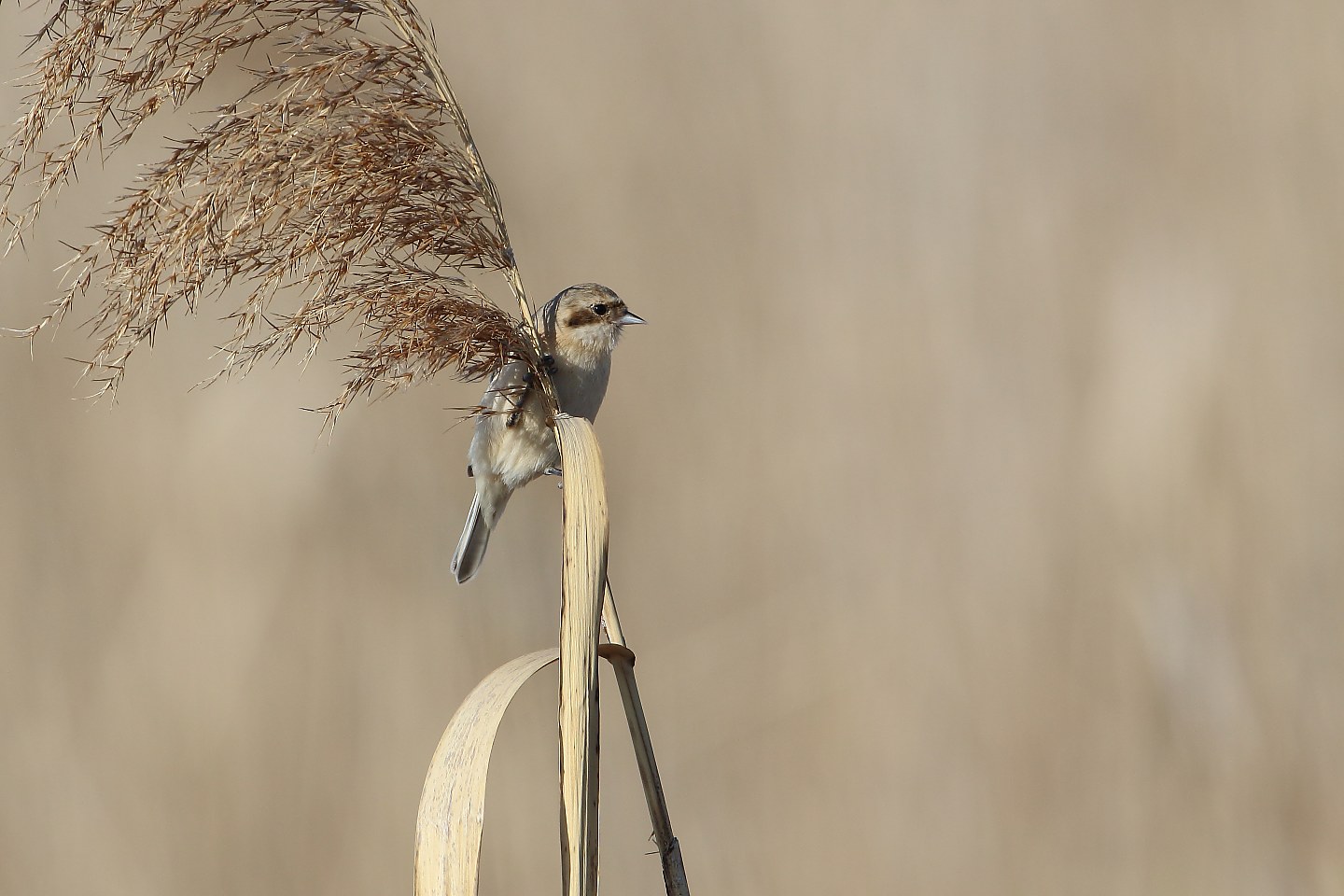 t_ツリスガラ20220324_01