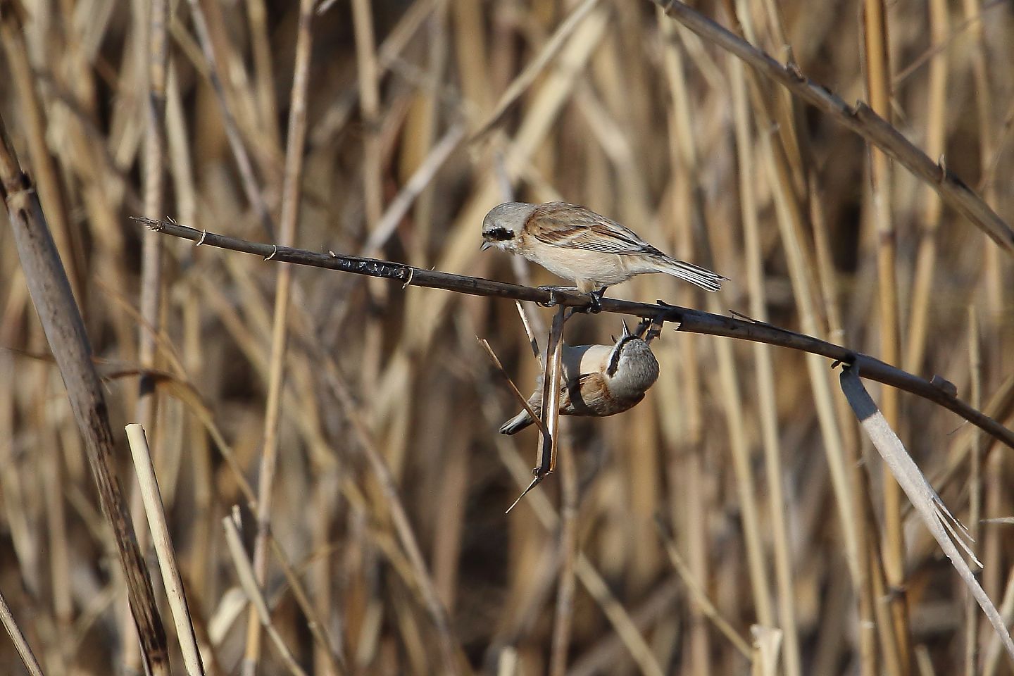 t_ツリスガラ20220324_03_2