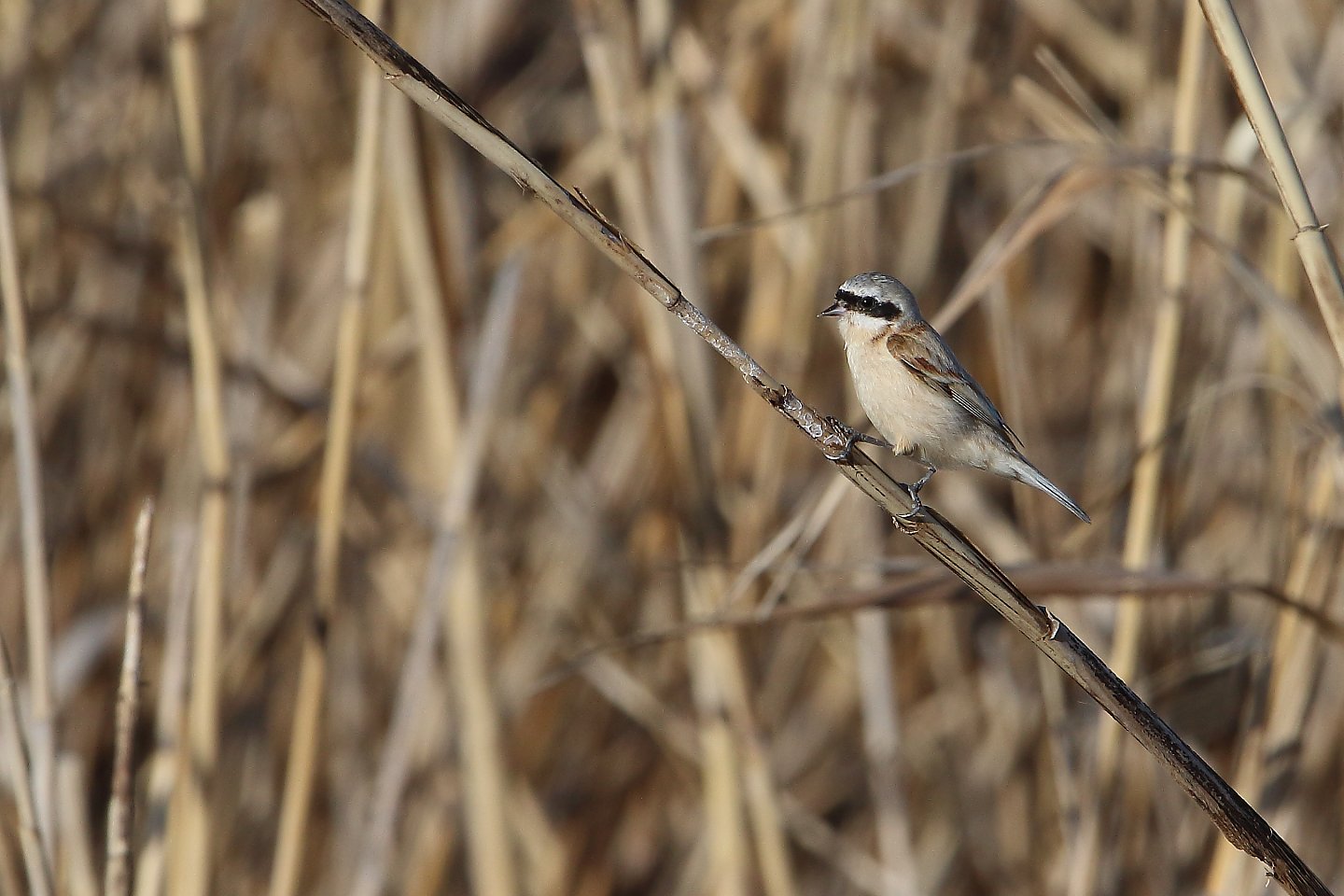 t_ツリスガラ20220324_04