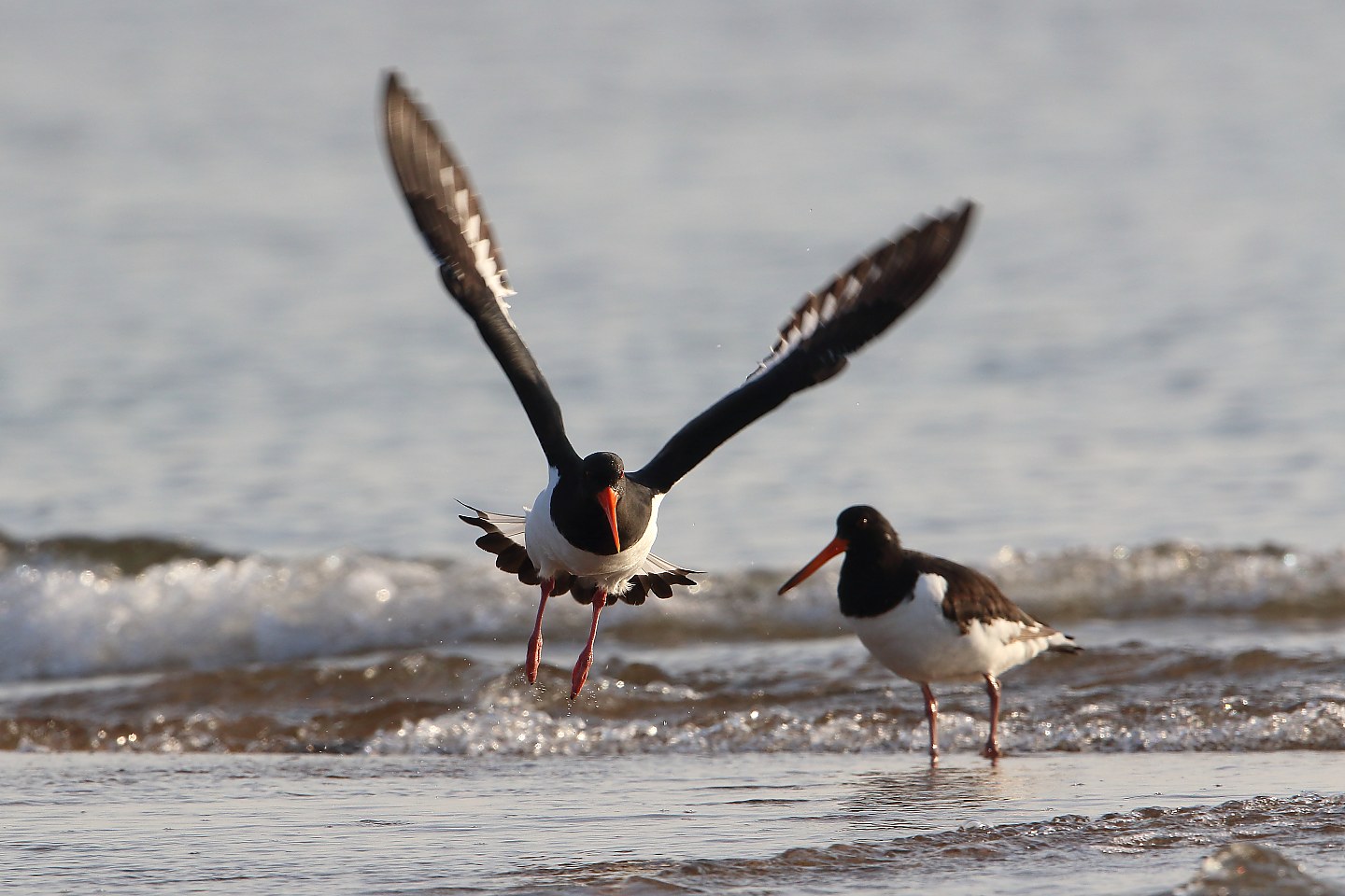 t_ミヤコドリ20220410_01