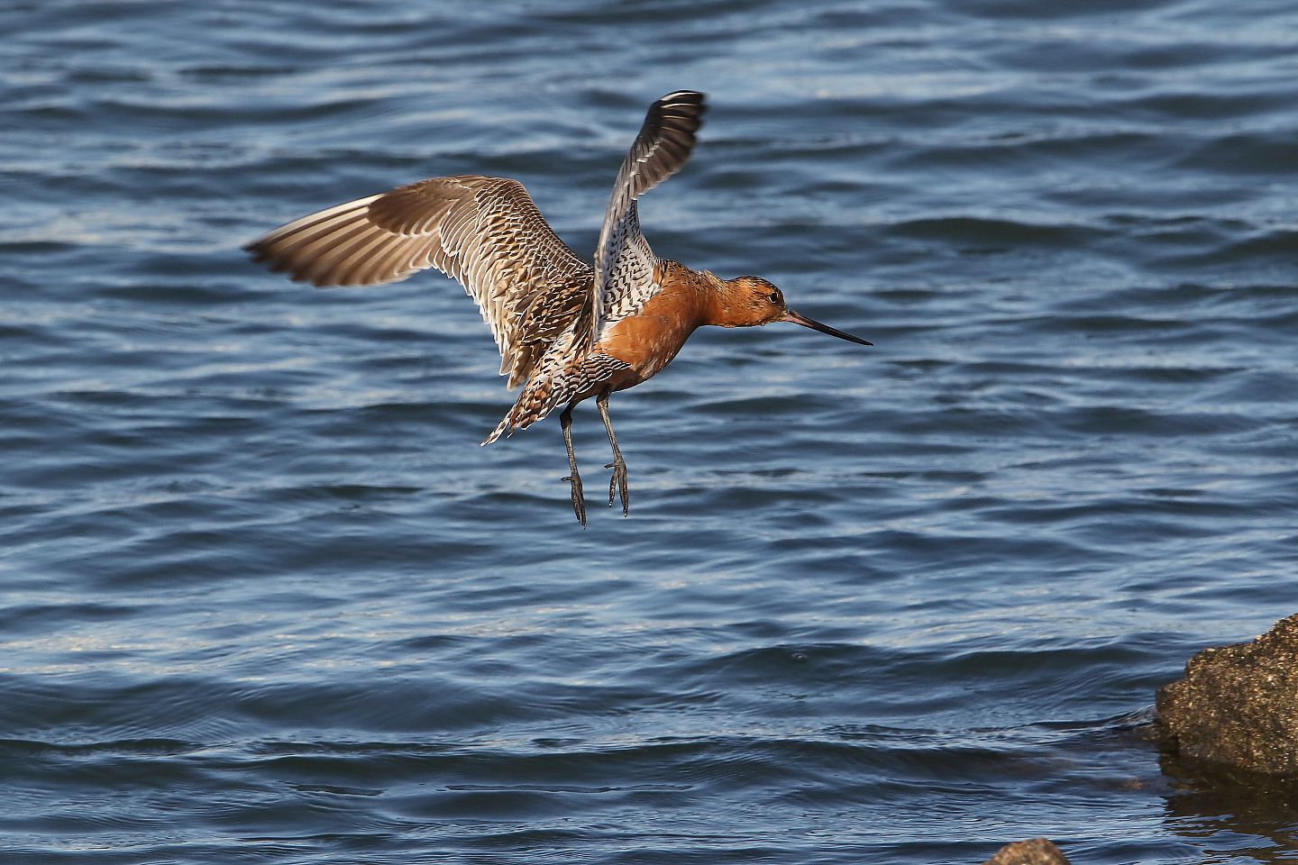 t_オオソリハシシギ20220430_02