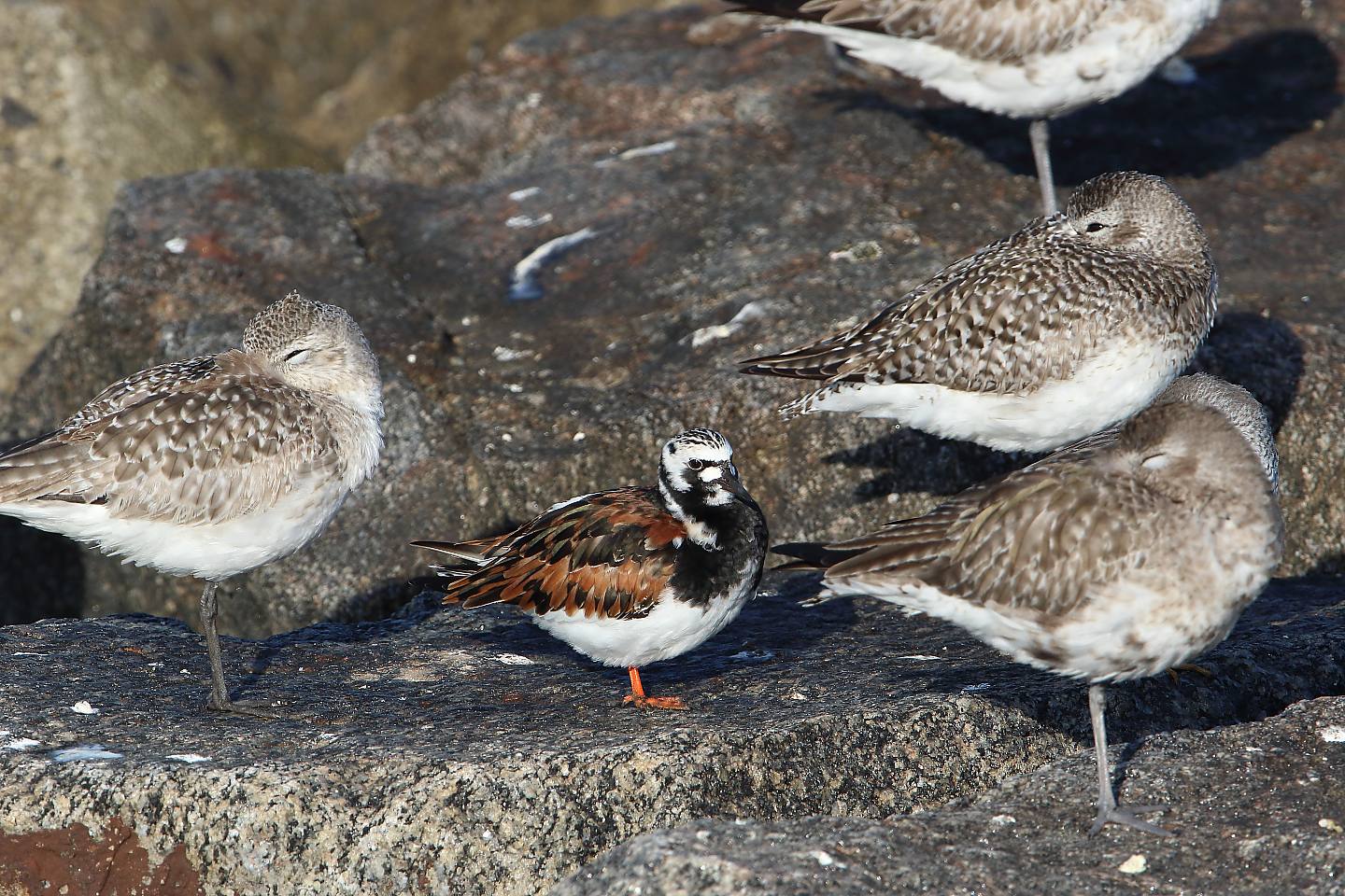 t_キョウジョシギ_ダイゼン20220502_01