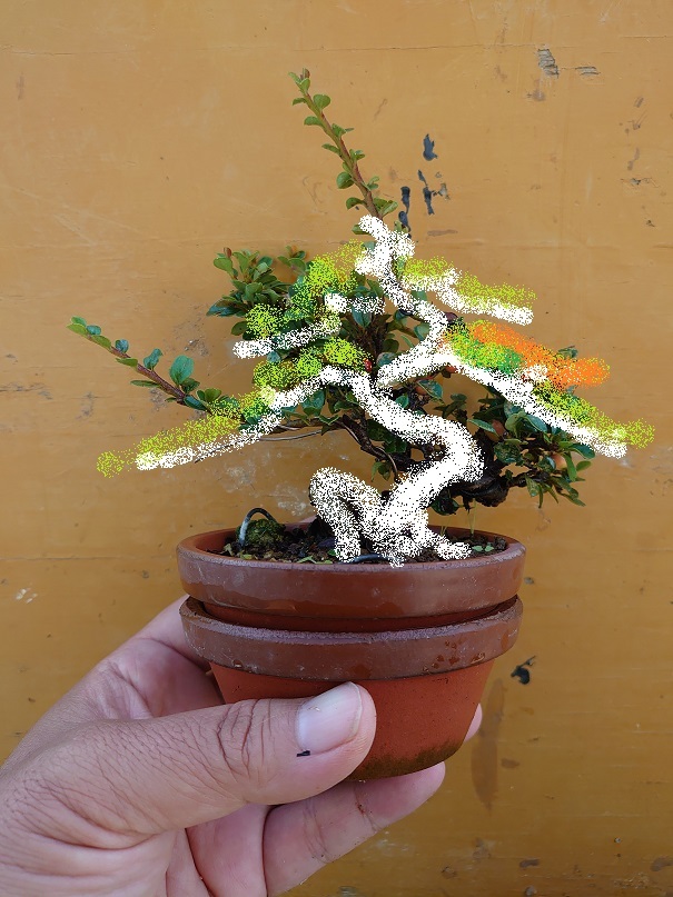 06ベニシタン (2)