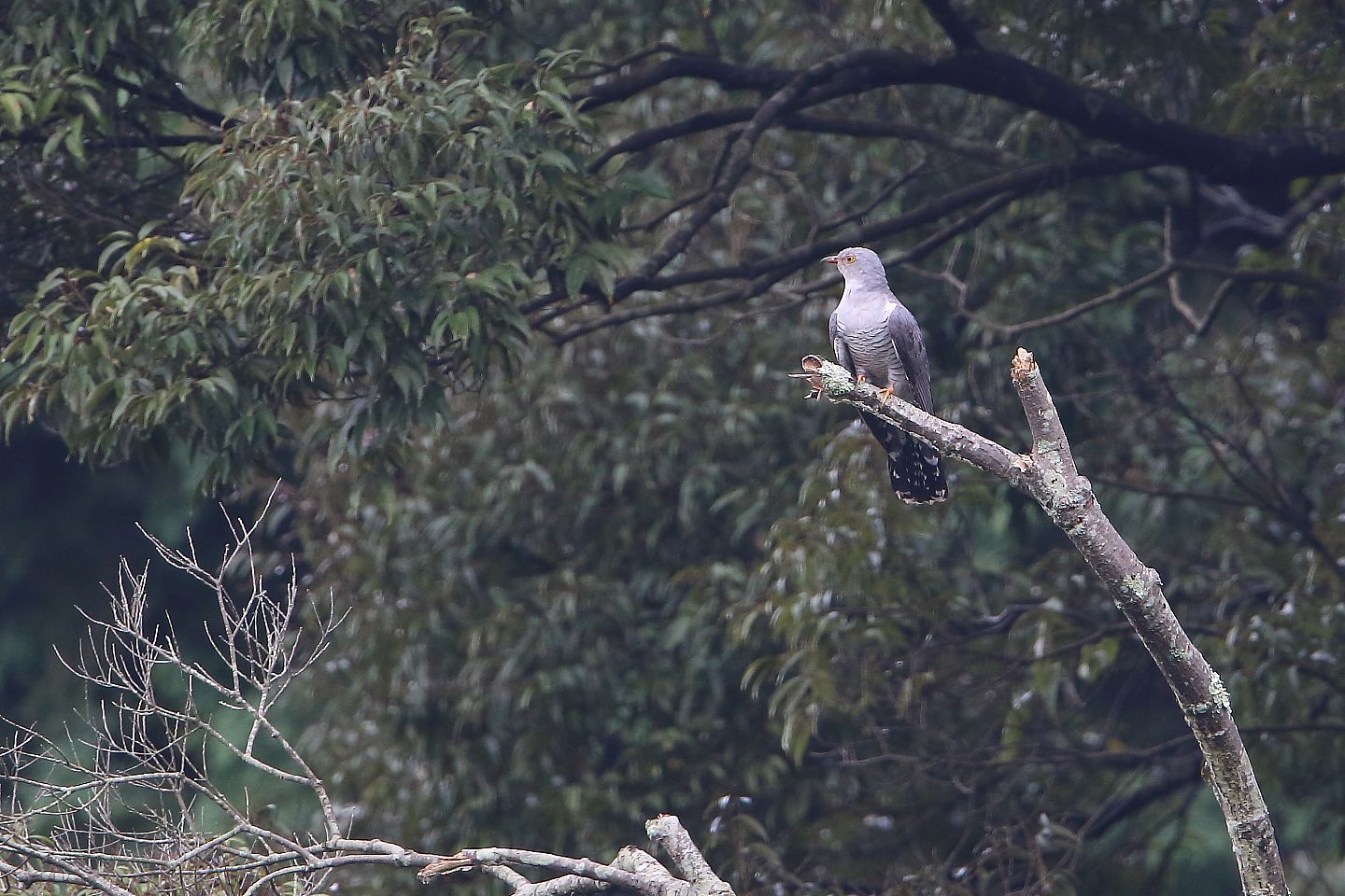 t_ツツドリ20220828_02