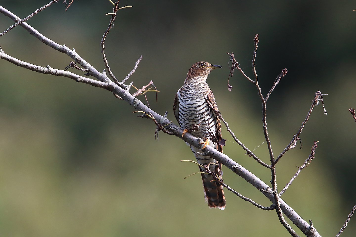 t_ツツドリ20220902_01