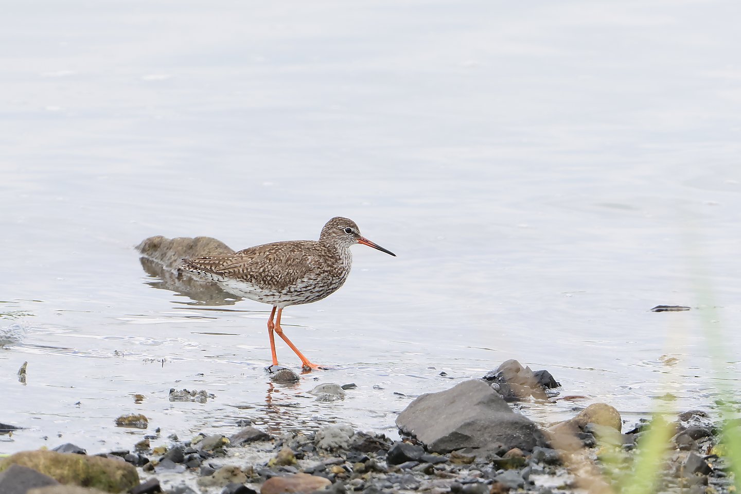 t_アカアシシギ20220904_03