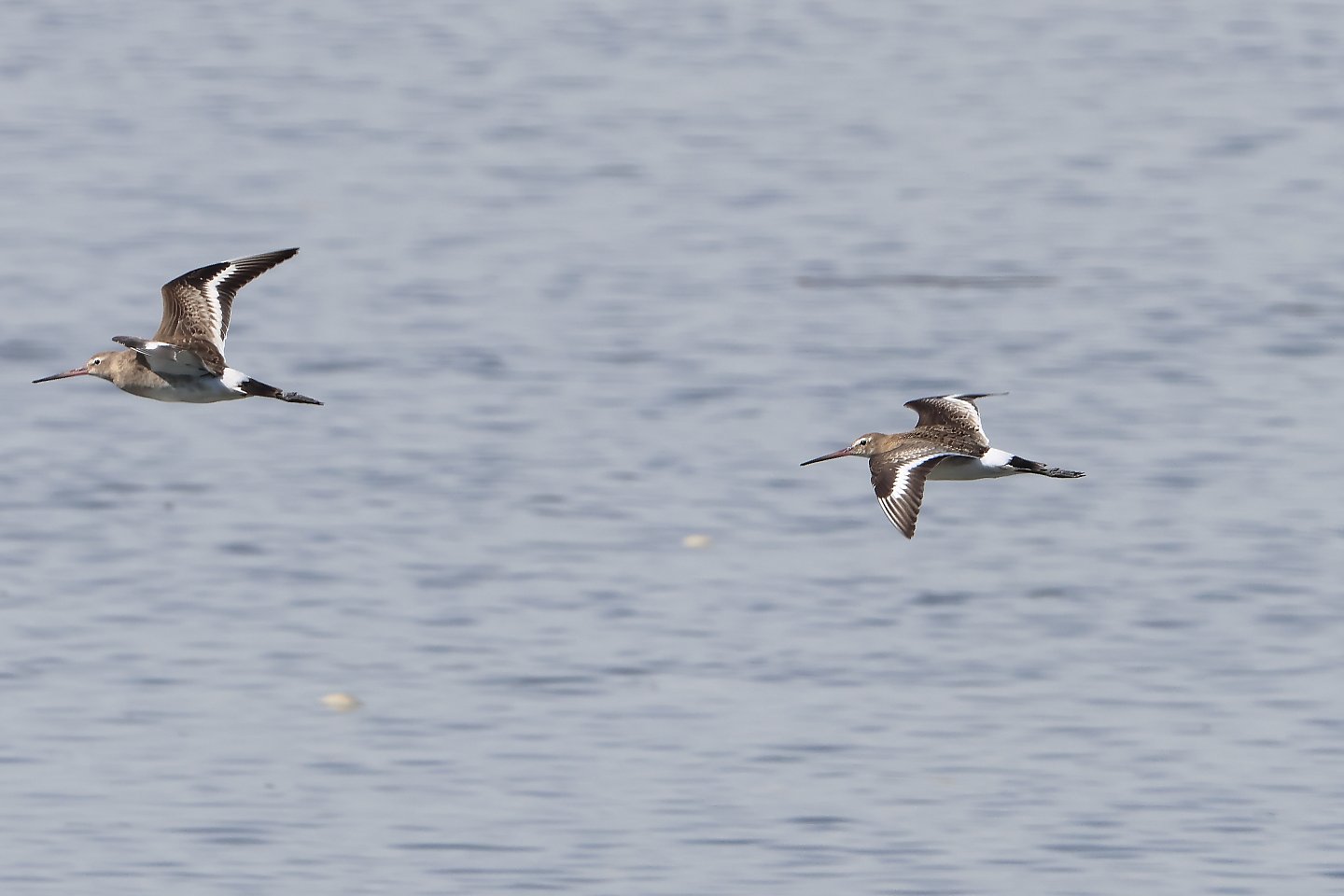 t_オグロシギ20220910_01_2