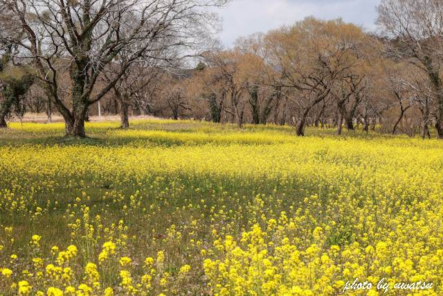 四万十川菜の花 (1)