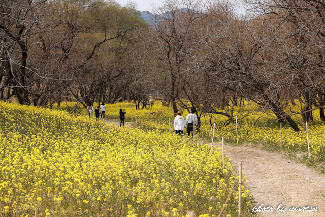 四万十川菜の花 (4)