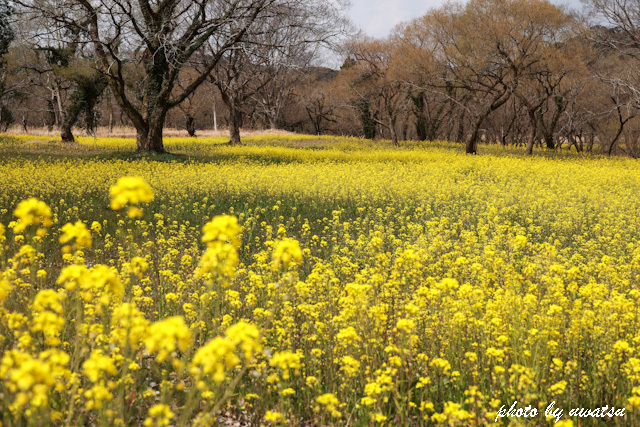 四万十川菜の花 (7)