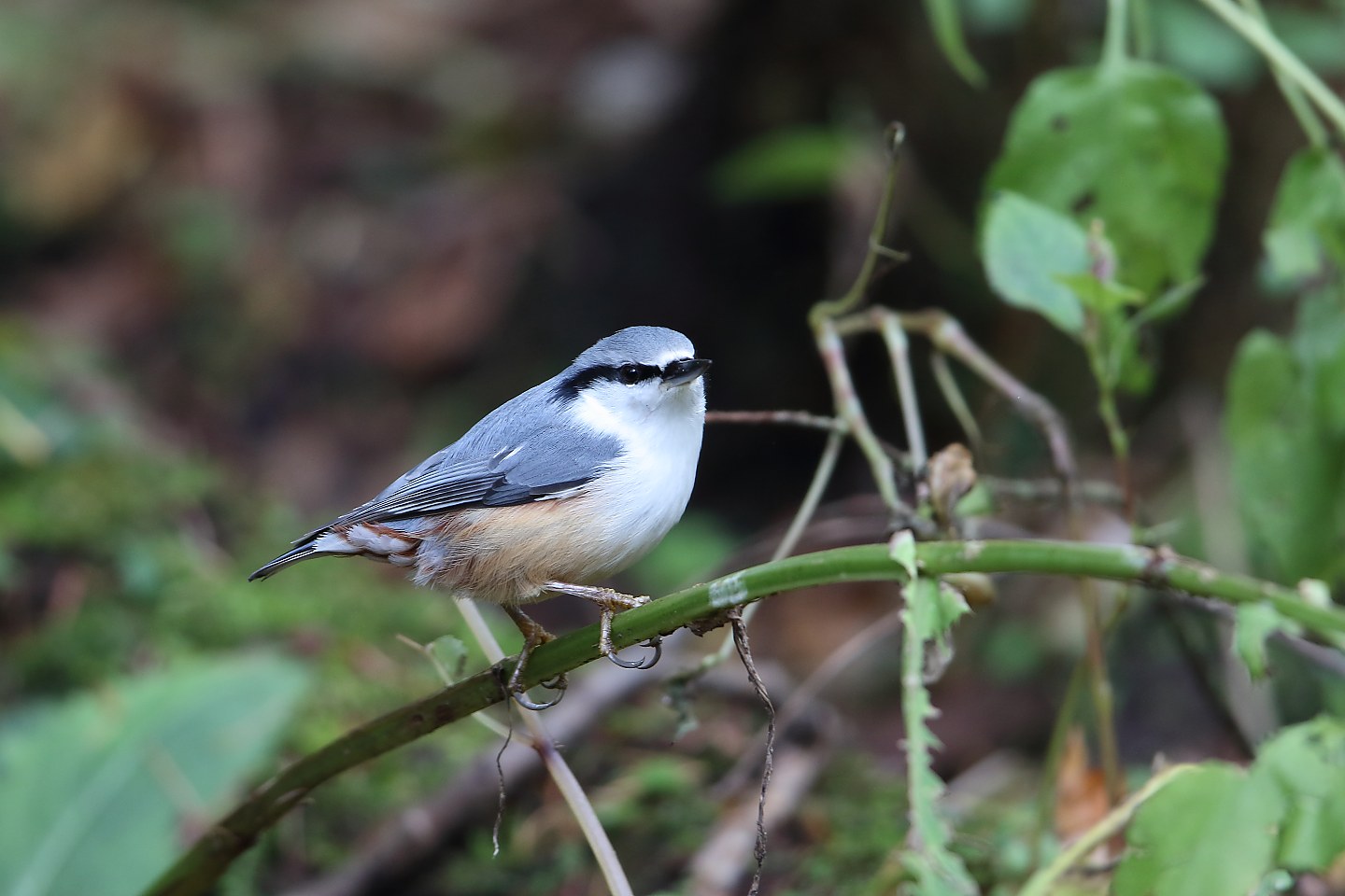 t_ゴジュウカラ20211022_01