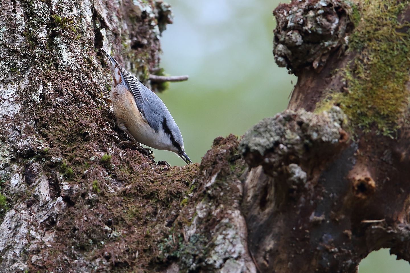 t_ゴジュウカラ20211022_02