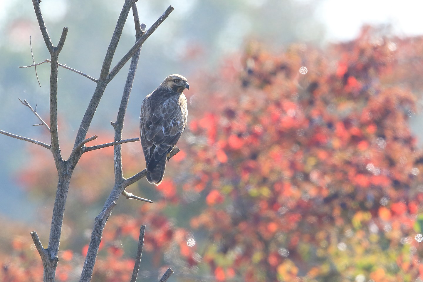 t_ノスリ20211112_01