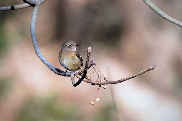 5ジョウビタキ2