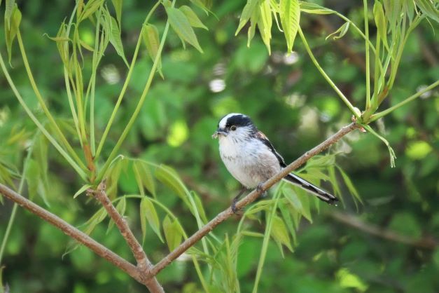 6チョウセンエナガ2