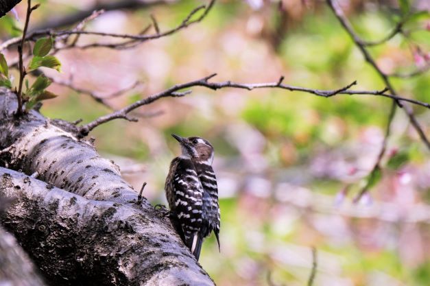 7ツシマコゲラ2