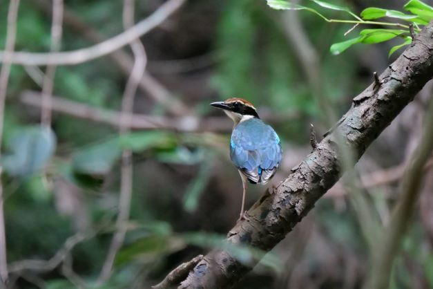 10ヤイロチョウ2