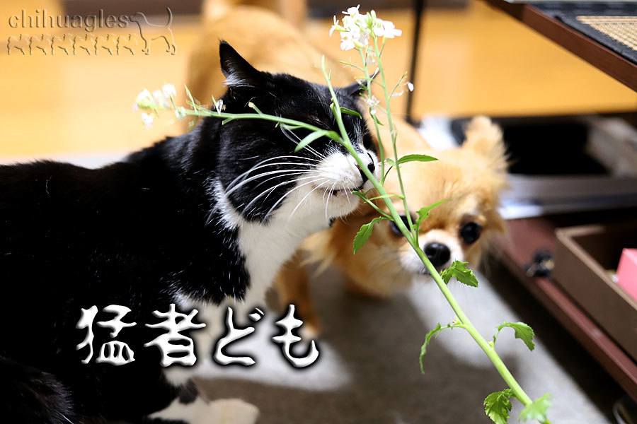 意識高い系の命拾い