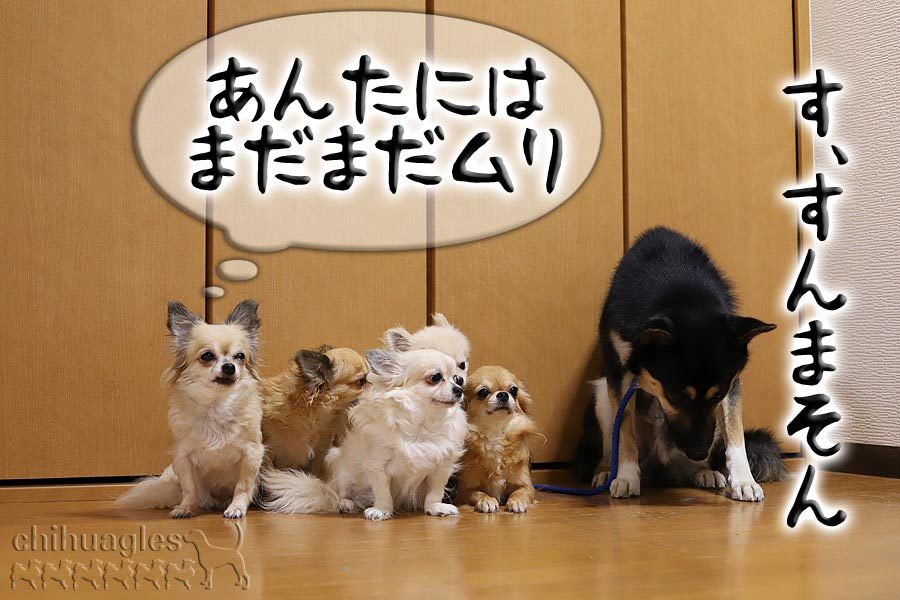 ブログんドッグへの第一歩