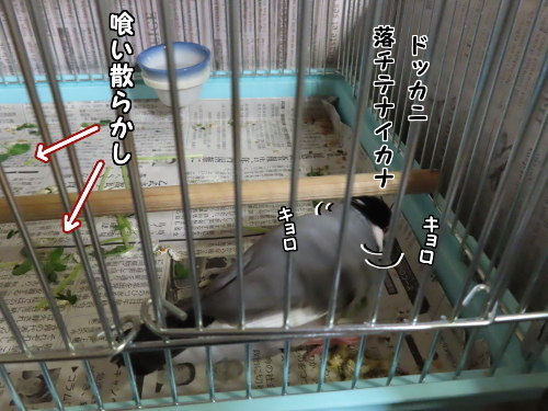 明日のヂョー7-物色中