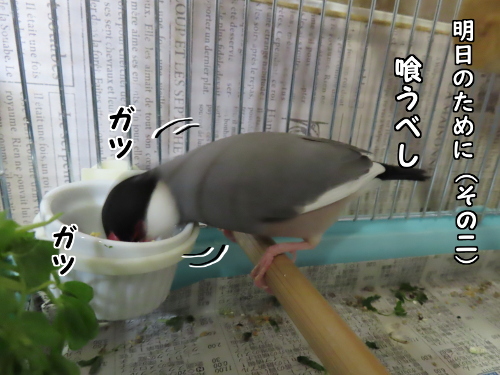 明日のヂョー9-喰うべし