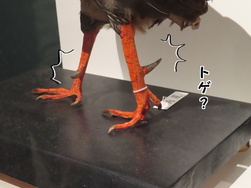 鳥展13-ニワトリのゆび