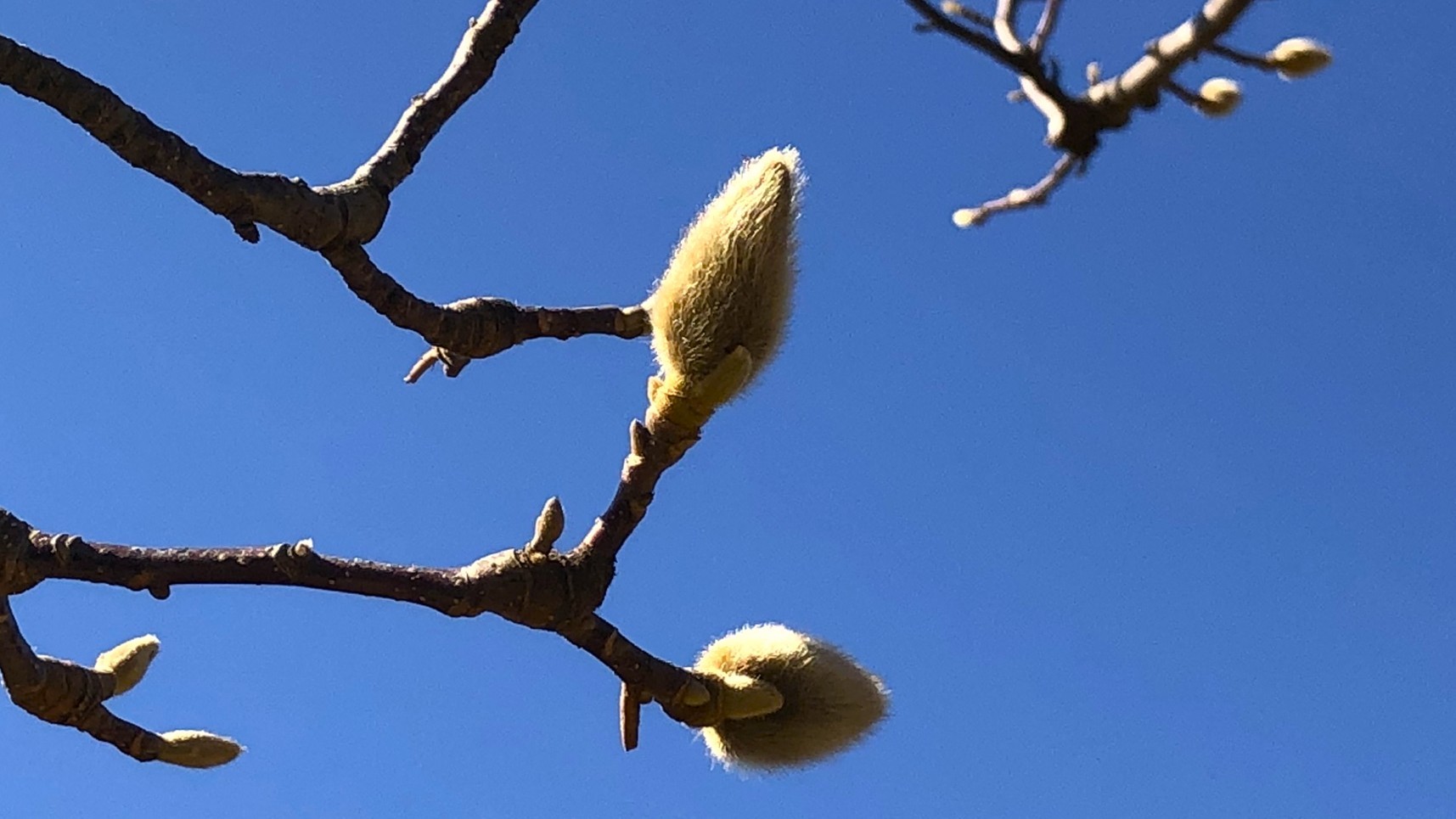 005IMG_4019_はくもくれん