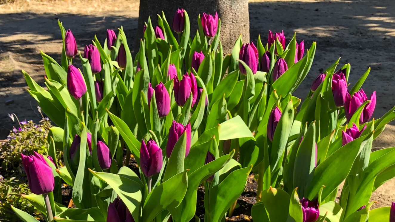 007IMG_4023_ラップトップ