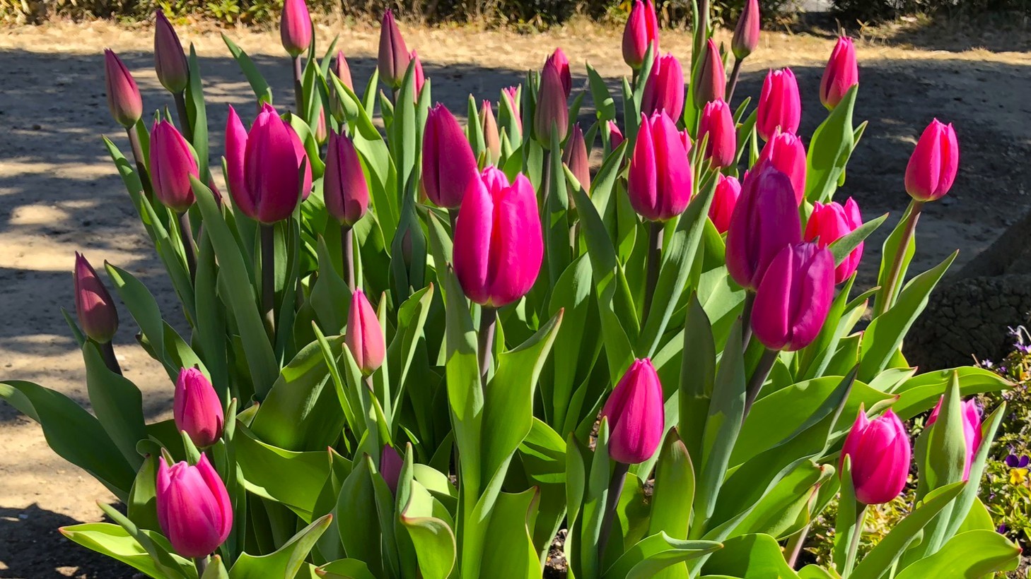 006IMG_4022_ピンクツイスト