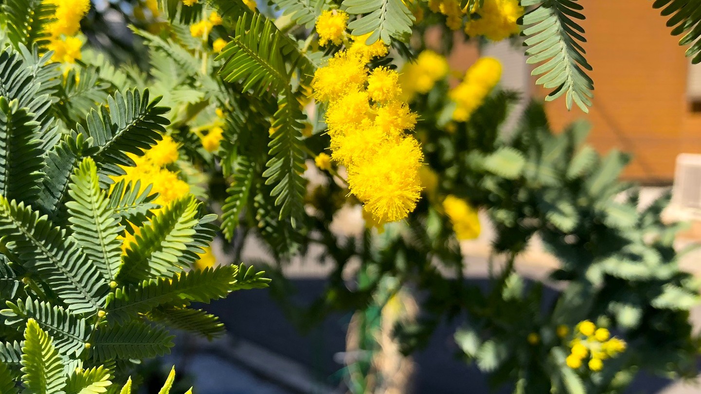 006IMG_4071_1ギンヨウアカシア