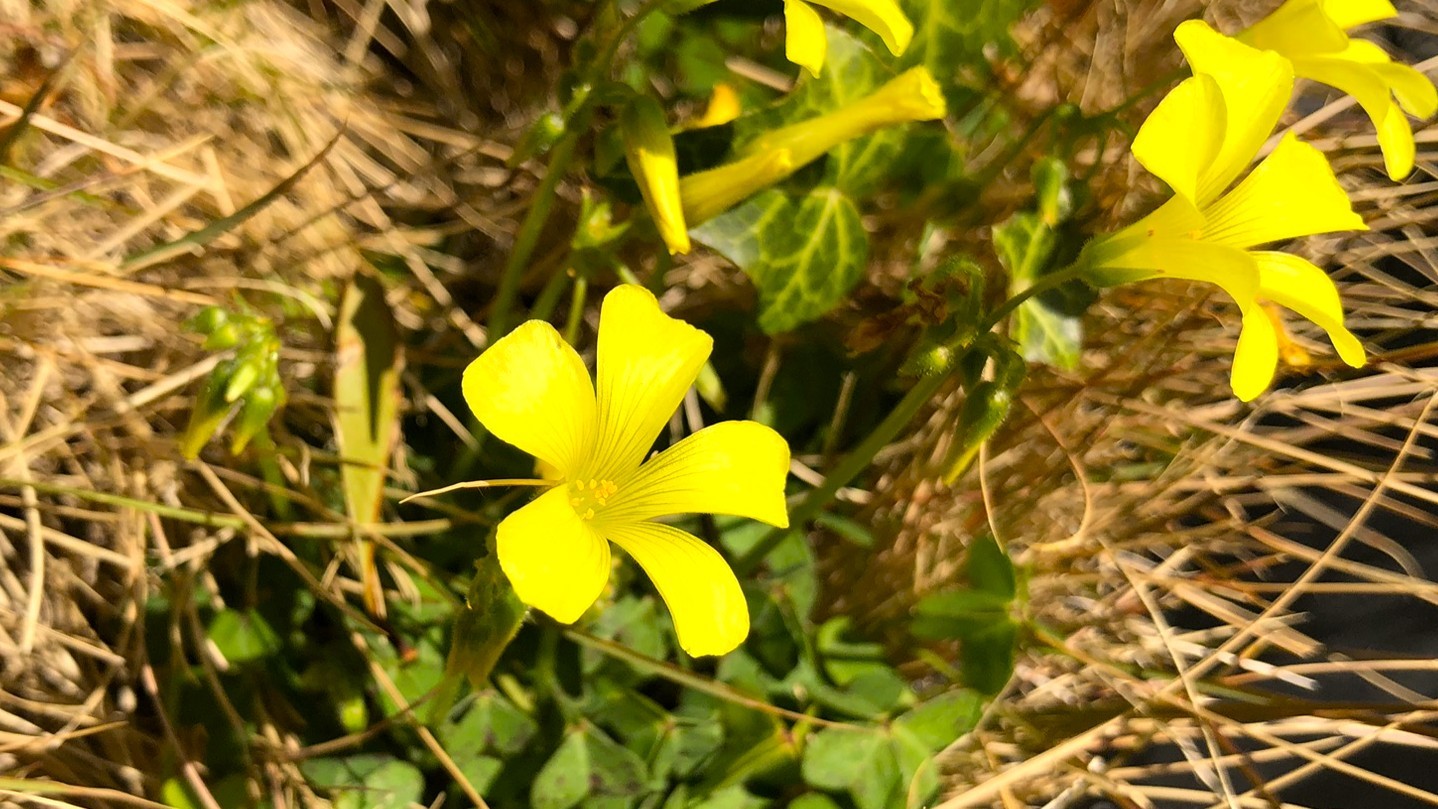 008IMG_4076_1カタバミ