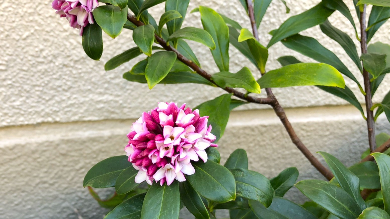 009IMG_4038_1チンチョウゲ