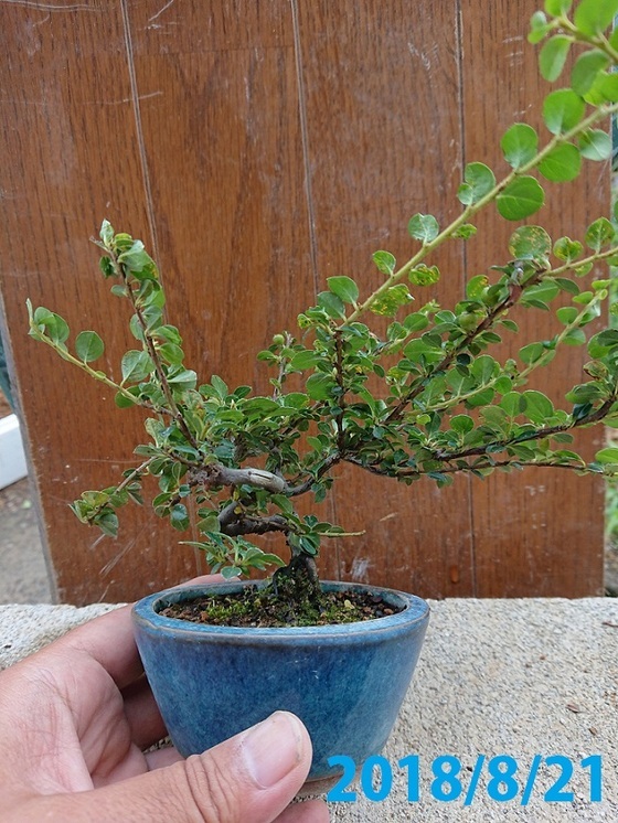 01ベニシタン (1)