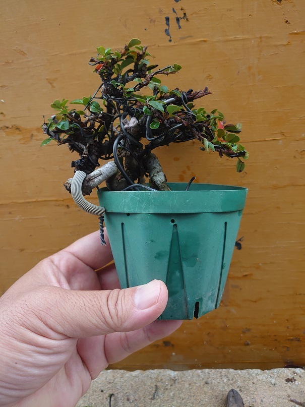 02ベニシタン (1)