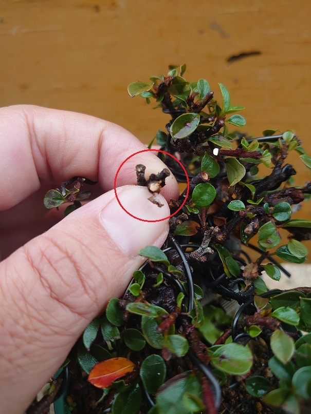 02ベニシタン (3)