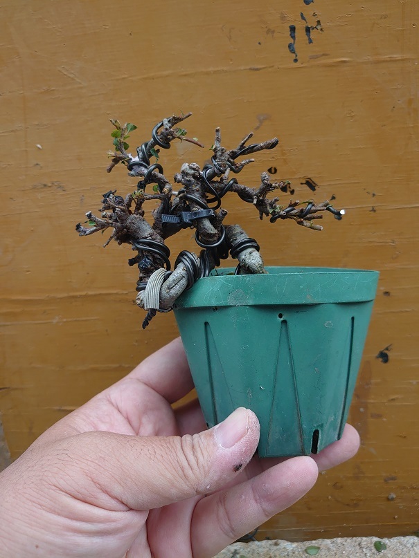 02ベニシタン (7) - コピー