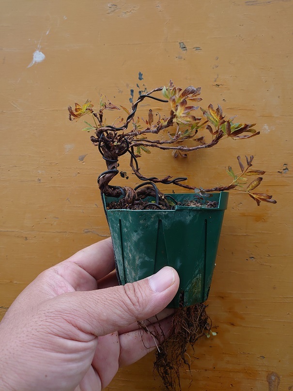 02キンロバイ (1)