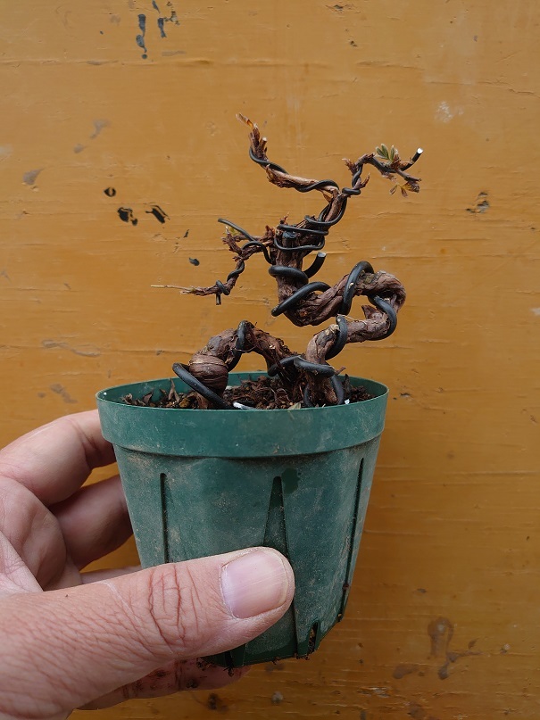 02キンロバイ (4)