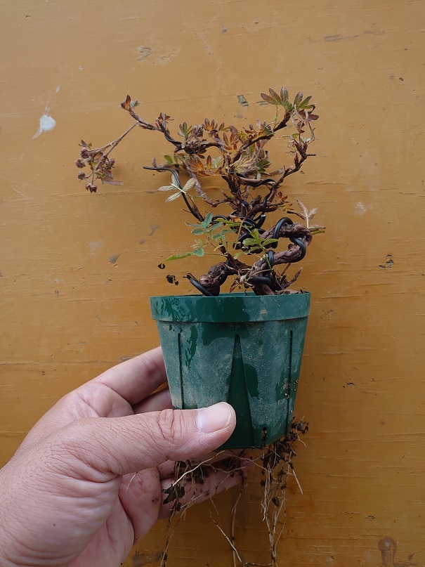 02キンロバイ (3)