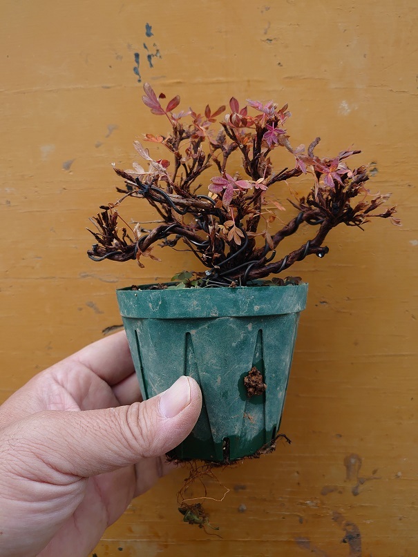 02キンロバイ (5)