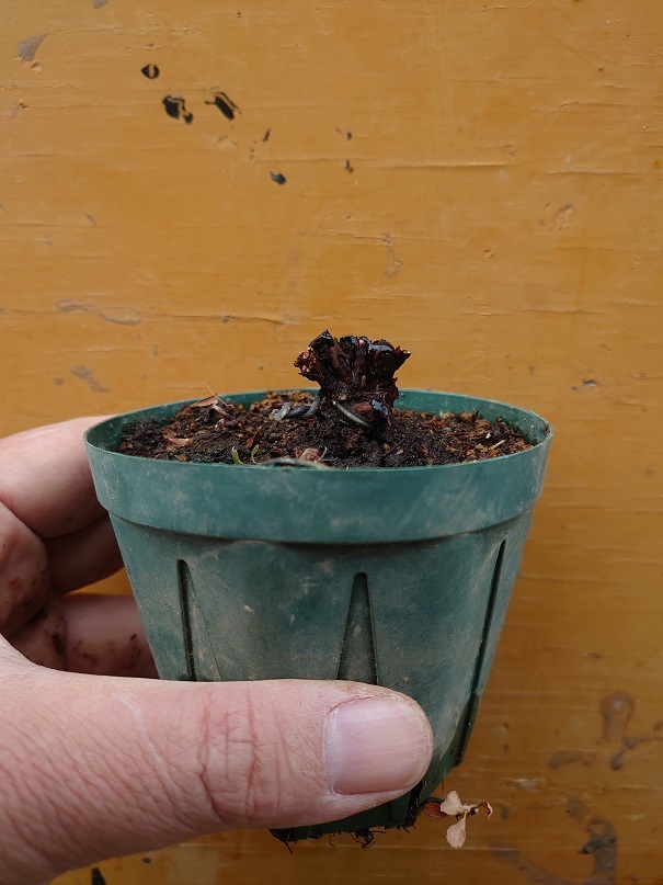 02キンロバイ (6)