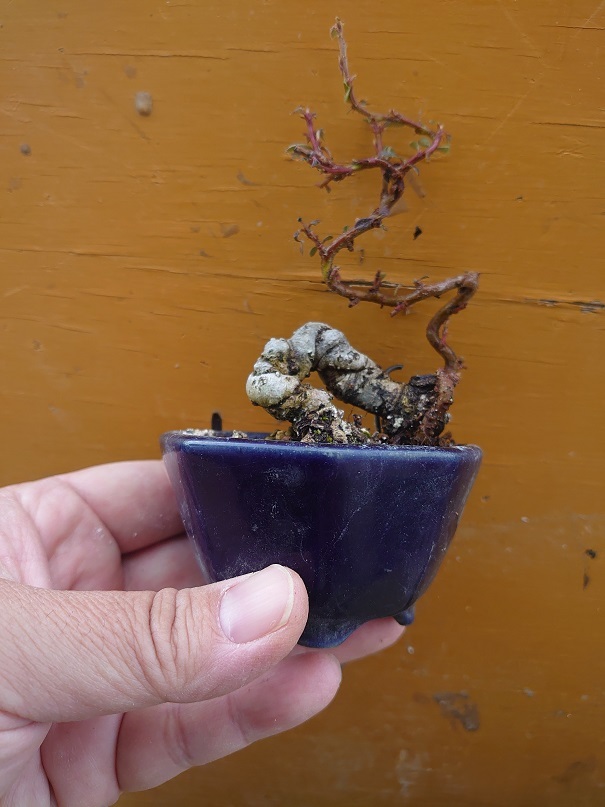 02カマツカコケモモ (2)