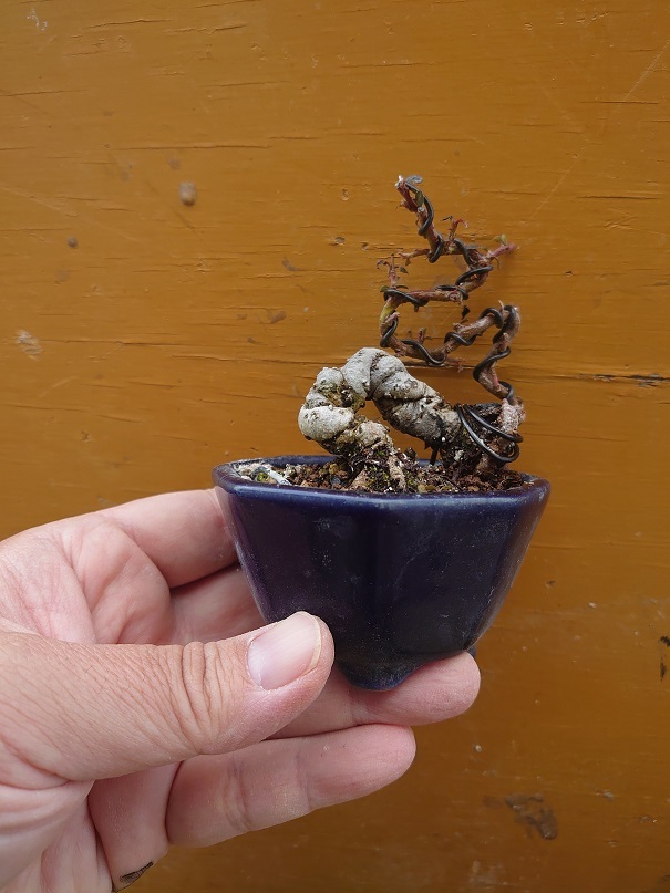 02カマツカコケモモ (3)